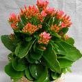 Kalanchoes